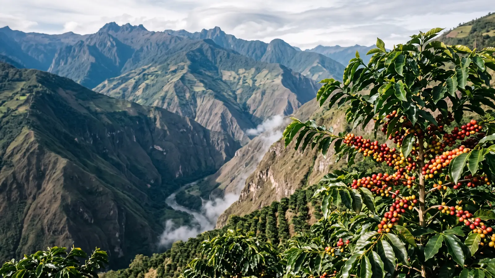 Un cafeto con cerezas rojas y amarillas sobre un profundo cañón con un río, en los altos Andes del sur de Colombia